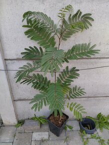 80-120 cm Albizia Julibrissin - Albízia ružová - 3