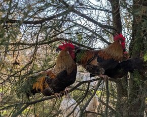 Predám kohúta alebo vymením za pšenicu - 3