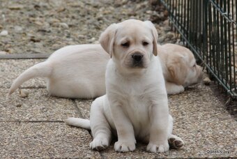 Labrador žlté šteniatka s PP - 3