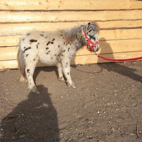 Mini shetland žrebček "PABLO" - 3