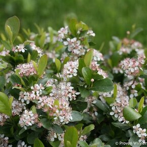 Aronia melanocarpa čiernoplodá kričkova forma - 3