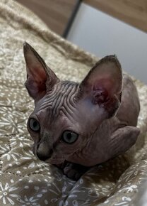 Don Sphynx - 3