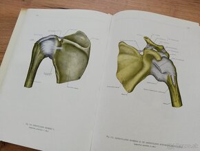 F.Kiss, J.Szentágothai - Atlas anatómie človeka 3 časti - 3