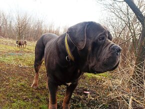 Cane Corso krytie - 3