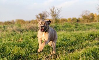 Cane Corso s PP (FCI) - fenka - 3