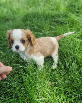 Cavalier king charles spaniel - 3