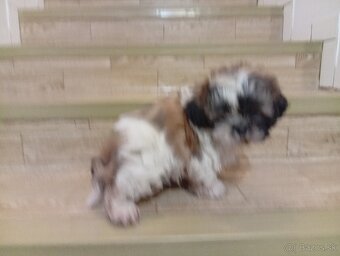 Shi tzu - 3