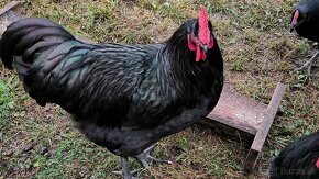 Kohúty čistokrvné australorp - 3