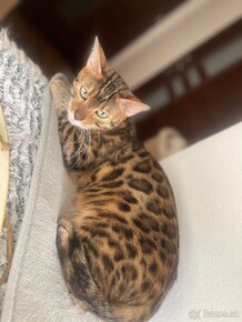 Bengal - 3