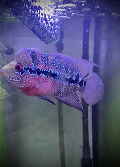 Samička Flowerhorn Super Red Dragon - 3