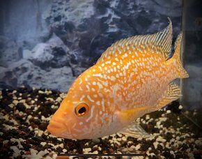 Flowerhorn Golden Base - 3