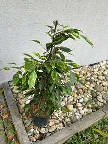 Ficus benjamina Anastasia - 3