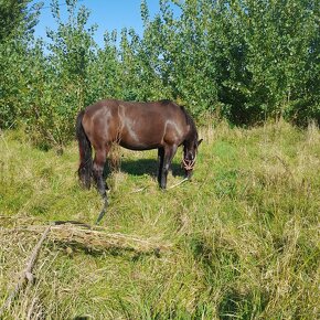 Predam kobila 3 ročná friz a polotažká viska 170 - 3