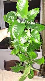 Anubias matecna rastlina - 3