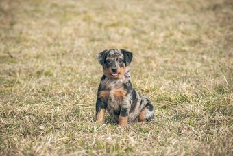 Beauceron s PP - 3