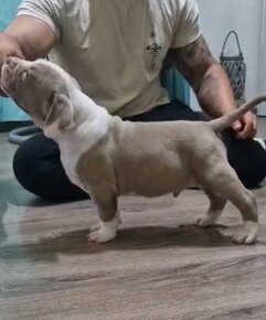 American bully xl - 3