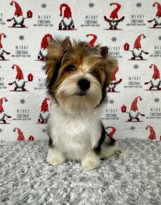 Yorkshirsky terier - Biewer - Yorkshire terrier - Jorkšír - 3