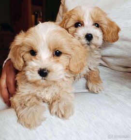 Mini maltipoo - 3