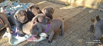 Šteniatka Cane Corso - 3