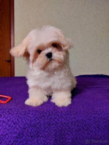 Krásne šteniatka Maltipoo - - 3