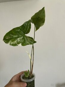 Syngonium albo - 3