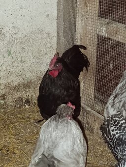 Čierny australorp kohut - 3