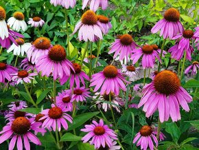 Echinacea purpurea – ružová - 3