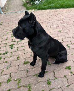 Cane Corso -šteniatká - 3