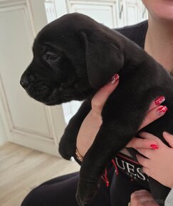 Cane Corso -šteniatká - 3