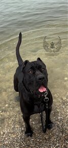 Bandog šteniatka - 3