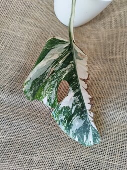 Monstera albo 8 - 3