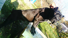 Fena cane corso 6 mesačna - 3