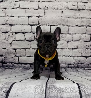 French bulldog/ francúzsky buldoček s PP - 3