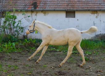 Cremello žrebček QH - 3