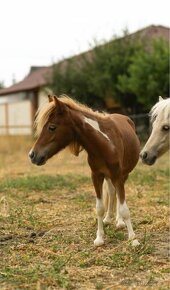 Minihorse na predaj - Boomer Charlie - 3