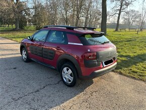 C4 cactus - 3