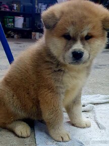 Akita inu - 3