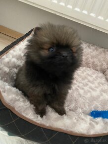 Pomeranian mini boo - 3