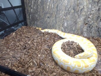 PREDÁM PYTHON MOLURUS BIVITTATUS ALBINO CARAMEL - 3