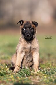 Malinois - Tomanland Kennel - 3