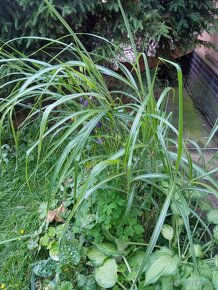 Ozdobná tráva miscanthus giganteus - 3