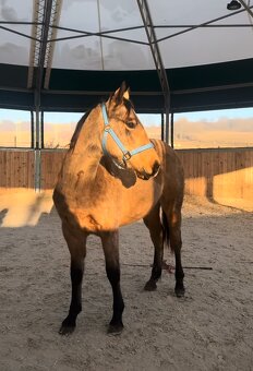 Dvouletá buckskin Quarter Horse klisna, nominace na Futurity - 3