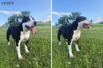 Šteniatka - Americký stafordšírsky teriér (Amstaff, Staford) - 3