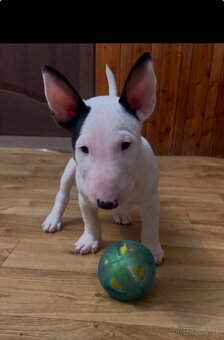 Mini bullterrier, minibull, minibulík,miniaturný bullterrier - 3