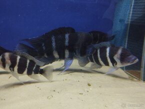 Cyphotilapia Frontoza Burundi - 3