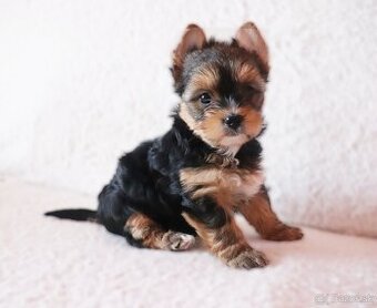 Yorkshire terrier fenky - 3