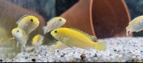 Labidochromis Caeruleus Yellow - 3