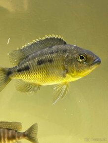 Cichlidy Protomelas spilotus Tanzania yellow - 3