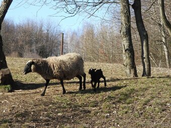 predám dospelé čistokrvné ovce a nepríbuzného barana - 3