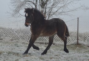 Welsh cob - hřebeček - 3